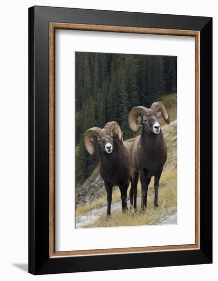 Rocky Mountain Bighorn Sheep Rams-Ken Archer-Framed Photographic Print