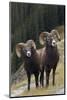 Rocky Mountain Bighorn Sheep Rams-Ken Archer-Mounted Photographic Print