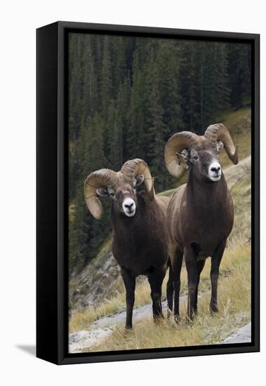 Rocky Mountain Bighorn Sheep Rams-Ken Archer-Framed Premier Image Canvas