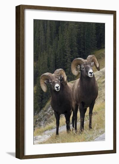 Rocky Mountain Bighorn Sheep Rams-Ken Archer-Framed Photographic Print