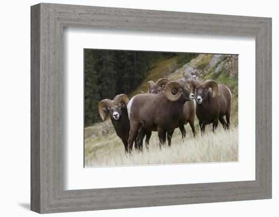 Rocky Mountain Bighorn Sheep Rams-Ken Archer-Framed Photographic Print