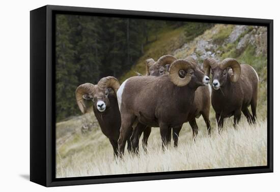 Rocky Mountain Bighorn Sheep Rams-Ken Archer-Framed Premier Image Canvas