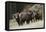 Rocky Mountain Bighorn Sheep Rams-Ken Archer-Framed Premier Image Canvas