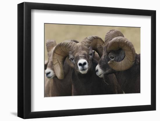 Rocky Mountain Bighorn sheep rams-Ken Archer-Framed Photographic Print
