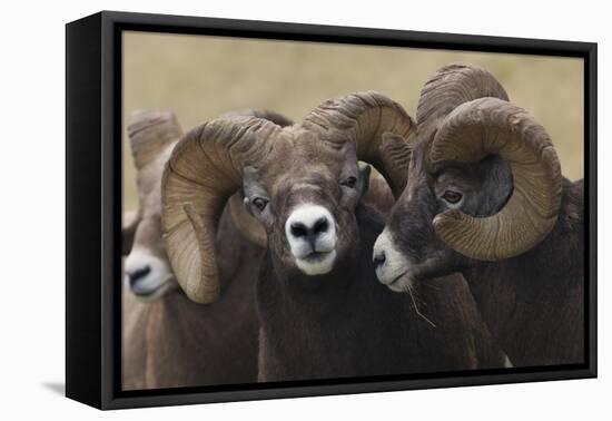 Rocky Mountain Bighorn sheep rams-Ken Archer-Framed Premier Image Canvas