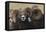 Rocky Mountain Bighorn sheep rams-Ken Archer-Framed Premier Image Canvas