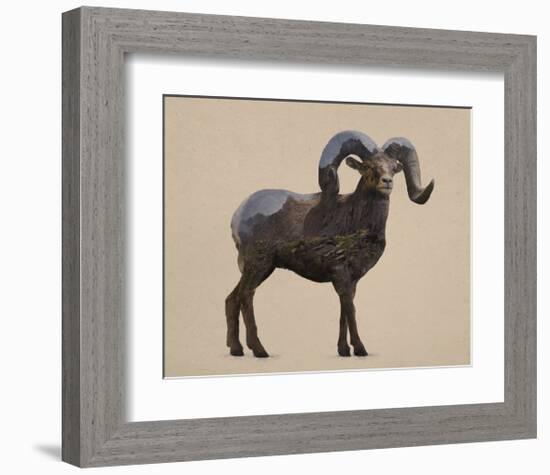 Rocky Mountain Bighorn-Davies Babies-Framed Art Print