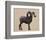 Rocky Mountain Bighorn-Davies Babies-Framed Art Print