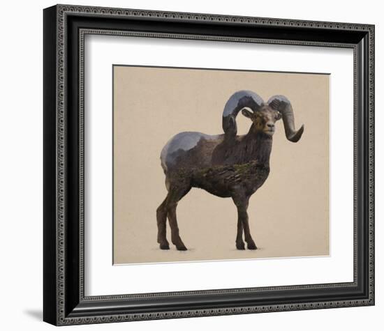 Rocky Mountain Bighorn-Davies Babies-Framed Art Print