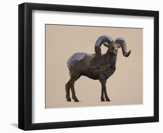 Rocky Mountain Bighorn-Davies Babies-Framed Premium Giclee Print