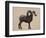 Rocky Mountain Bighorn-Davies Babies-Framed Premium Giclee Print