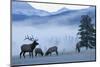 Rocky Mountain Bull Elk and Cows, Frosty Morning-Ken Archer-Mounted Premium Photographic Print