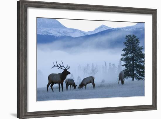 Rocky Mountain Bull Elk and Cows, Frosty Morning-Ken Archer-Framed Photographic Print