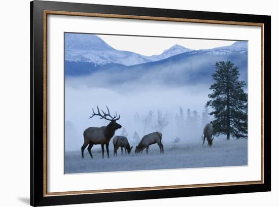 Rocky Mountain Bull Elk and Cows, Frosty Morning-Ken Archer-Framed Photographic Print