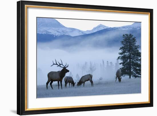 Rocky Mountain Bull Elk and Cows, Frosty Morning-Ken Archer-Framed Photographic Print