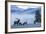 Rocky Mountain Bull Elk and Cows, Frosty Morning-Ken Archer-Framed Photographic Print