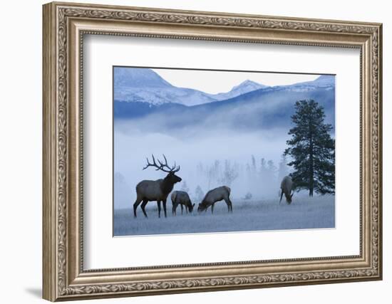 Rocky Mountain Bull Elk and Cows, Frosty Morning-Ken Archer-Framed Photographic Print