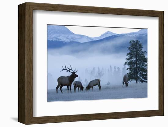 Rocky Mountain Bull Elk and Cows, Frosty Morning-Ken Archer-Framed Photographic Print