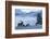 Rocky Mountain Bull Elk and Cows, Frosty Morning-Ken Archer-Framed Photographic Print