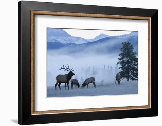 Rocky Mountain Bull Elk and Cows, Frosty Morning-Ken Archer-Framed Photographic Print