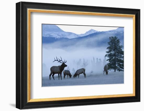 Rocky Mountain Bull Elk and Cows, Frosty Morning-Ken Archer-Framed Photographic Print