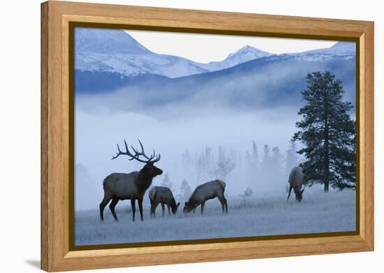 Rocky Mountain Bull Elk and Cows, Frosty Morning-Ken Archer-Framed Premier Image Canvas