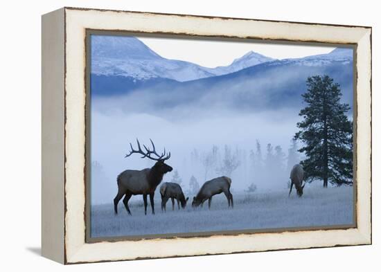 Rocky Mountain Bull Elk and Cows, Frosty Morning-Ken Archer-Framed Premier Image Canvas