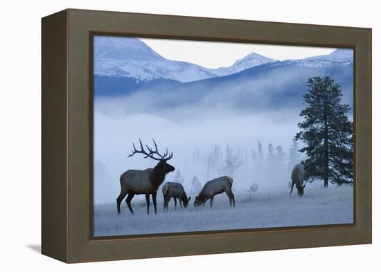 Rocky Mountain Bull Elk and Cows, Frosty Morning-Ken Archer-Framed Premier Image Canvas