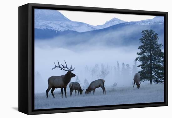 Rocky Mountain Bull Elk and Cows, Frosty Morning-Ken Archer-Framed Premier Image Canvas