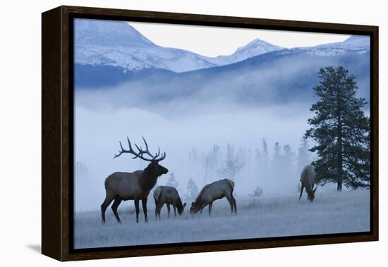 Rocky Mountain Bull Elk and Cows, Frosty Morning-Ken Archer-Framed Premier Image Canvas