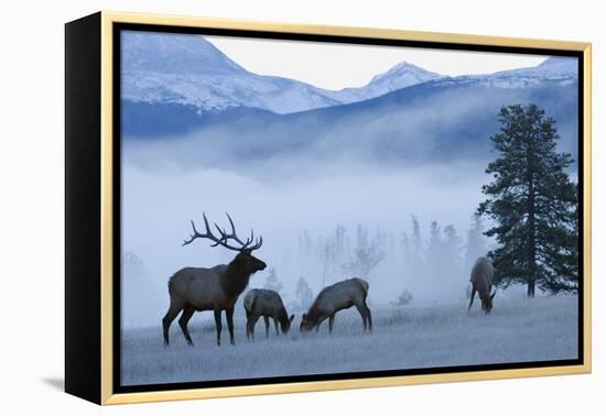 Rocky Mountain Bull Elk and Cows, Frosty Morning-Ken Archer-Framed Premier Image Canvas