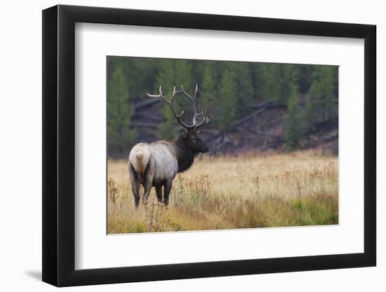Rocky Mountain bull elk autumn rain.-Ken Archer-Framed Photographic Print