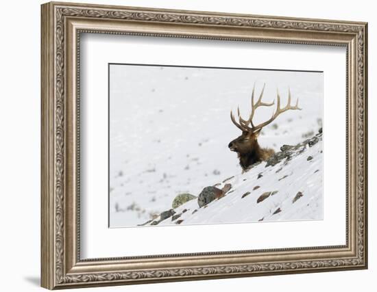 Rocky Mountain Bull Elk, Autumn Snow-Ken Archer-Framed Photographic Print