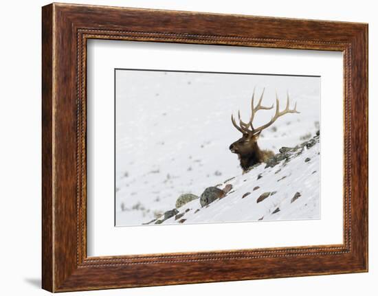 Rocky Mountain Bull Elk, Autumn Snow-Ken Archer-Framed Photographic Print