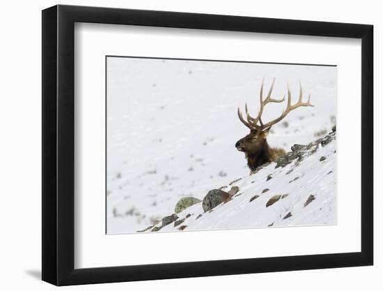 Rocky Mountain Bull Elk, Autumn Snow-Ken Archer-Framed Photographic Print