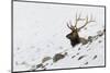 Rocky Mountain Bull Elk, Autumn Snow-Ken Archer-Mounted Photographic Print