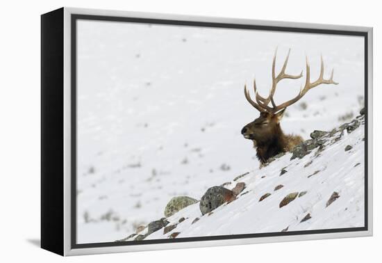 Rocky Mountain Bull Elk, Autumn Snow-Ken Archer-Framed Premier Image Canvas