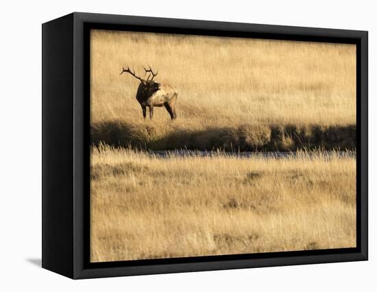 Rocky Mountain Bull Elk Bugling, Cervus Elaphus, Madison River, Yellowstone National Park, Wyoming-Maresa Pryor-Framed Premier Image Canvas