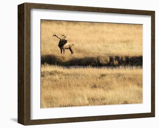 Rocky Mountain Bull Elk Bugling, Cervus Elaphus, Madison River, Yellowstone National Park, Wyoming-Maresa Pryor-Framed Photographic Print