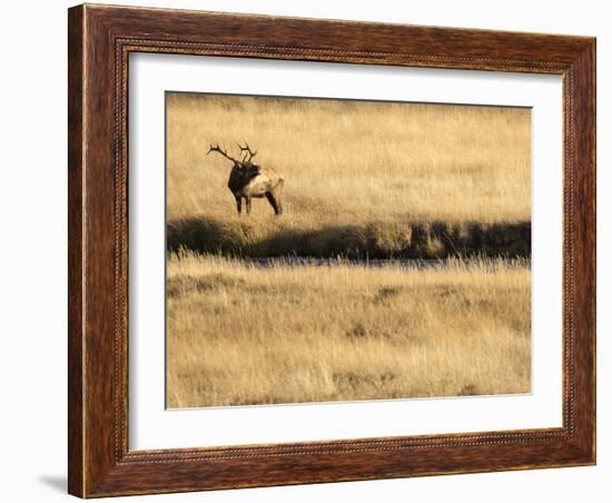 Rocky Mountain Bull Elk Bugling, Cervus Elaphus, Madison River, Yellowstone National Park, Wyoming-Maresa Pryor-Framed Photographic Print