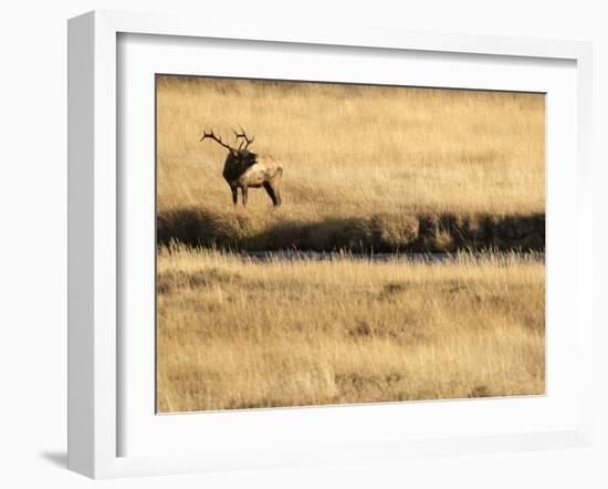 Rocky Mountain Bull Elk Bugling, Cervus Elaphus, Madison River, Yellowstone National Park, Wyoming-Maresa Pryor-Framed Photographic Print