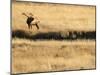 Rocky Mountain Bull Elk Bugling, Cervus Elaphus, Madison River, Yellowstone National Park, Wyoming-Maresa Pryor-Mounted Photographic Print