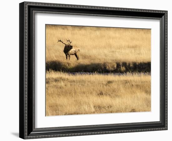 Rocky Mountain Bull Elk Bugling, Cervus Elaphus, Madison River, Yellowstone National Park, Wyoming-Maresa Pryor-Framed Photographic Print