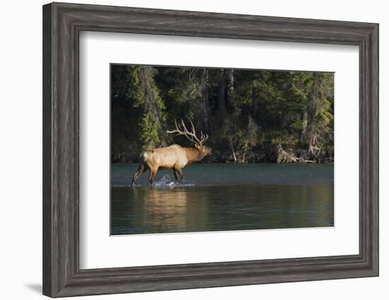 Rocky Mountain Bull Elk Bugling-Ken Archer-Framed Photographic Print