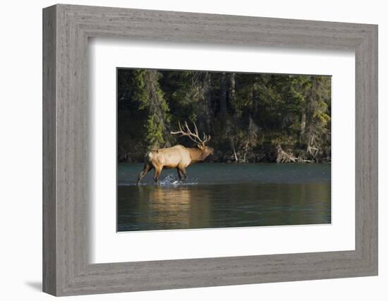 Rocky Mountain Bull Elk Bugling-Ken Archer-Framed Photographic Print