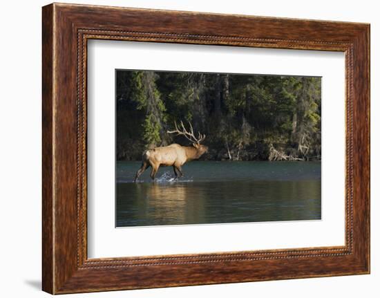 Rocky Mountain Bull Elk Bugling-Ken Archer-Framed Photographic Print