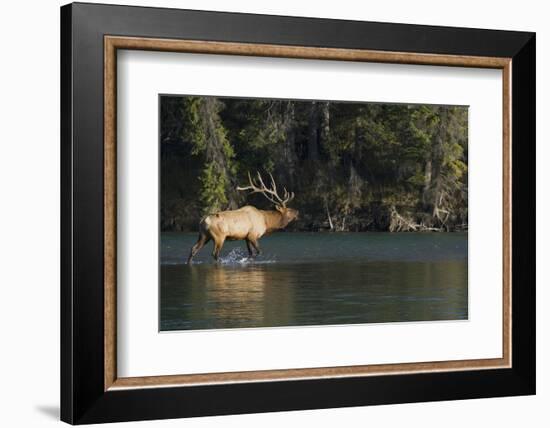 Rocky Mountain Bull Elk Bugling-Ken Archer-Framed Photographic Print