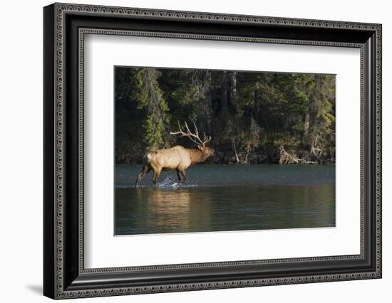 Rocky Mountain Bull Elk Bugling-Ken Archer-Framed Photographic Print