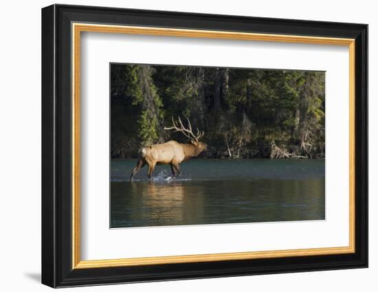 Rocky Mountain Bull Elk Bugling-Ken Archer-Framed Photographic Print