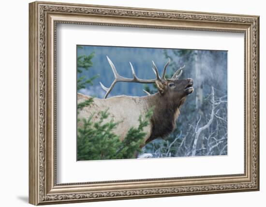 Rocky Mountain Bull Elk Bugling-Ken Archer-Framed Photographic Print